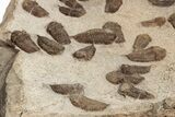 Trilobite (Sokhretia?) Mortality Plate - Erfoud, Morocco #189919-7